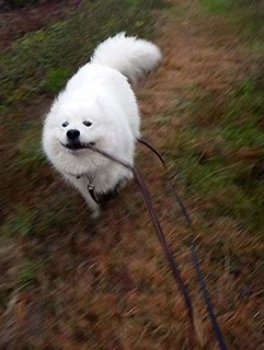 dote_i1711156.jpg