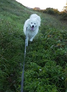 dote_i1711162.jpg