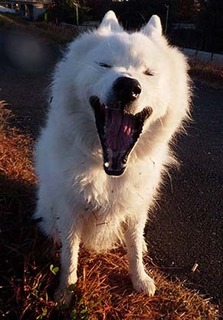 dote_i1711163.jpg