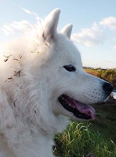 dote_i1711164.jpg
