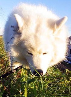 dote_i1711165.jpg