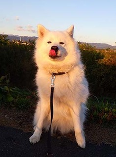 dote_i1711168.jpg