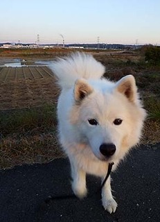 dote_i1711171.jpg