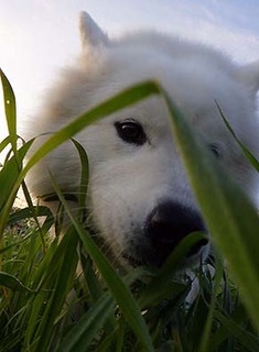 dote_i1711173.jpg