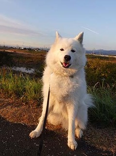 dote_i1711175.jpg
