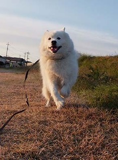 dote_i1711176.jpg