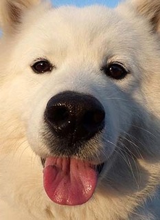 dote_i1711177.jpg