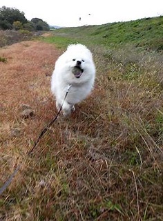dote_i1711186.jpg