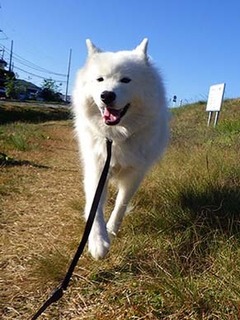 dote_i1711191.jpg