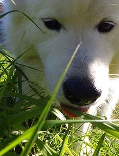 dote_i1711193.jpg