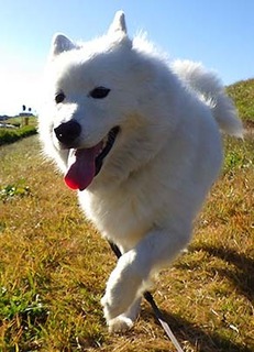 dote_i1711194.jpg