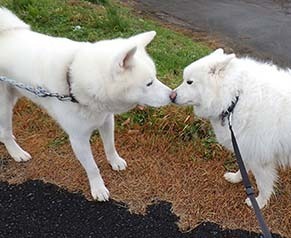 dote_i17120110.jpg