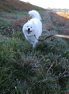 dote_i1712023.jpg