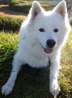 dote_i1712024.jpg