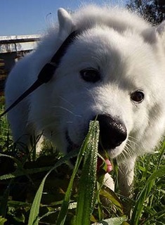 dote_i1712025.jpg