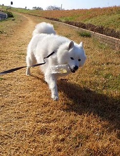 dote_i1712034.jpg