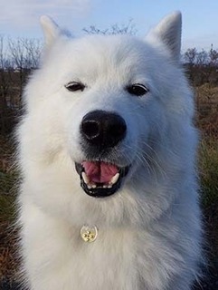 dote_i1712036.jpg