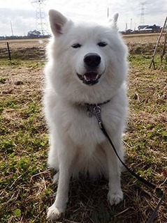 dote_i1712047.jpg