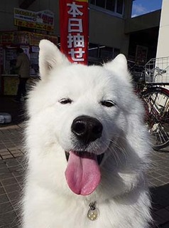 dote_i1712049.jpg