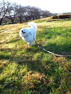 dote_i1712054.jpg