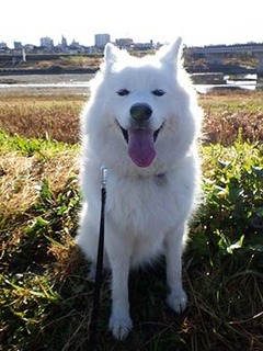 dote_i1712059.jpg