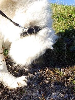 dote_i1712061.jpg