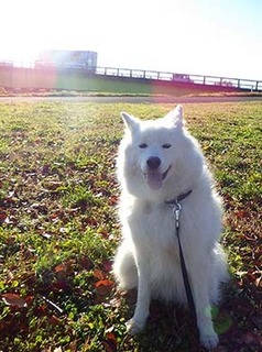 dote_i1712066.jpg