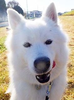 dote_i1712067.jpg
