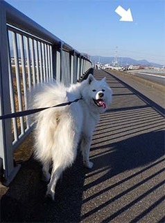dote_i1712073.jpg