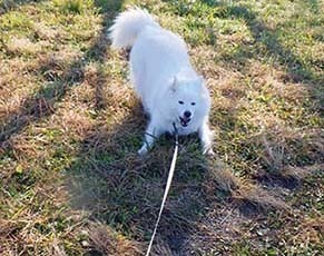 dote_i1712074.jpg