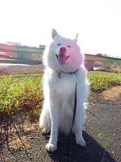 dote_i1712075.jpg