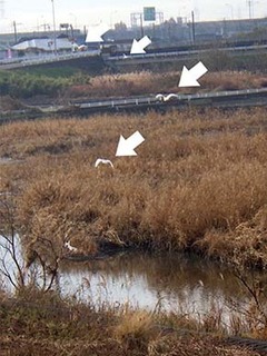 dote_i1712083.jpg