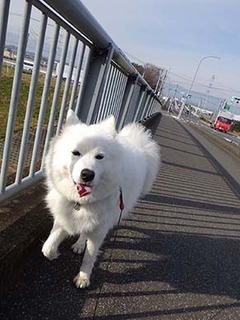 dote_i1712086.jpg