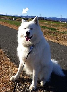 dote_i1712098.jpg