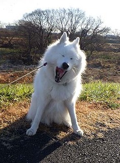 dote_i1712106.jpg