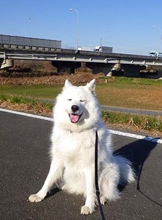 dote_i1712112.jpg