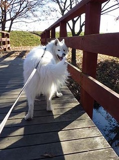 dote_i1712118.jpg