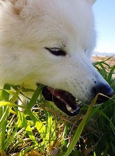 dote_i1712122.jpg