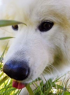 dote_i1712123.jpg