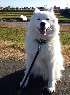 dote_i1712126.jpg