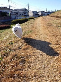 dote_i1712132.jpg