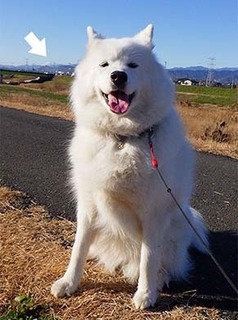 dote_i1712134.jpg