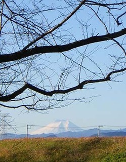 dote_i1712135.jpg