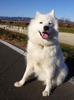 dote_i1712141.jpg