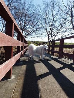 dote_i1712148.jpg