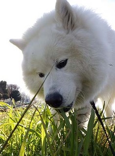 dote_i1712153.jpg