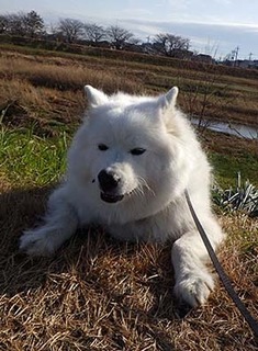 dote_i1712154.jpg