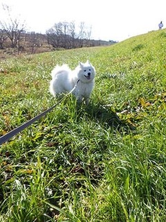 dote_i1712156.jpg