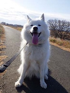 dote_i1712157.jpg