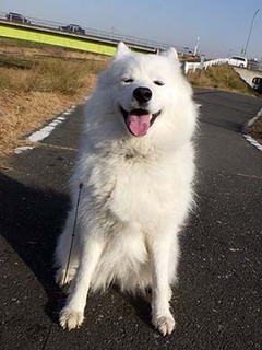 dote_i1712167.jpg